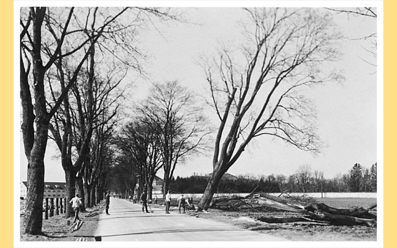 Die Hochmuttinger Allee wird 1935 abgeholzt, um den Flugplatz nach Osten zu erweitern